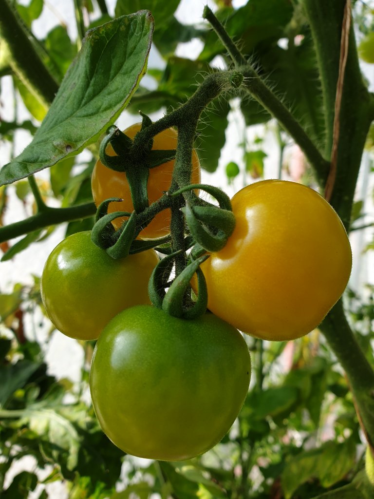 Keltainen tomaatti